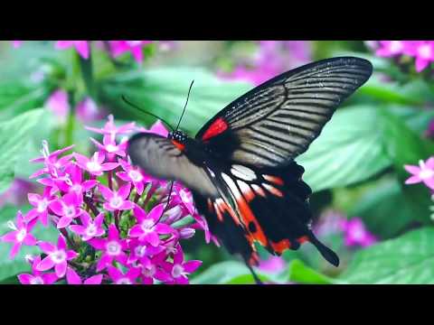 Piano với phong cảnh thiên nhiên ( Piano with natural scenery )