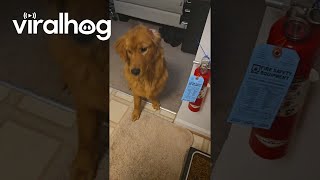 Golden Retriever Wants Cheese On His Food || Viralhog