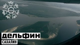 Дельфин - Сахалин  / Dolphin - Sakhalin