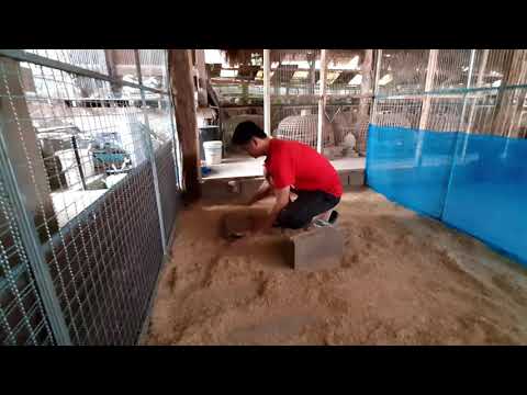 เตรียมความพร้อมกรงอนุบาล ก่อนปล่อยลูกไก่ (ไอเดียเกษตร) EP.40
