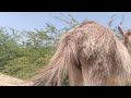Donkeys enjoying videos