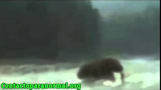 Un Mamut En Siberia