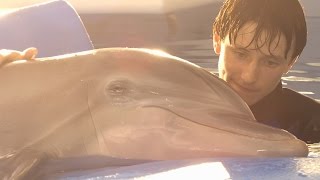 Dolphin Tale 2 - Look Whos Running The Show Featurette Hd