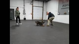 Happy dog after session!