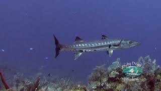 Diving Birthday north shore of Roatan with Subway Watersports