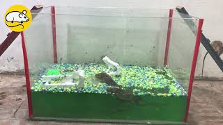 Mousetrap With A Bucket Of Water And Styrofoam