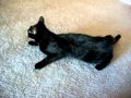 Estrus Cycle Cats | RM. Estrus Cycle Cats | RM.
