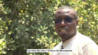 Macadamia De Kigali Rwanda