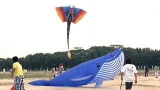 Kite Festival Singapore - NTUC Income Kite Festival Singapore 2013