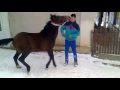 manz de vanzare (5 luni)emi