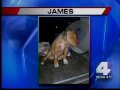 ABQ man accused of cutting off puppy's ears