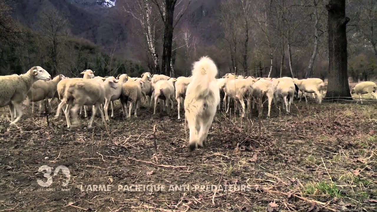 Le Montagne des Pyrénées - 30 Millions d'Amis - YouTube Le Montagne des Pyrénées - 30 Millions d'Amis - YouTube