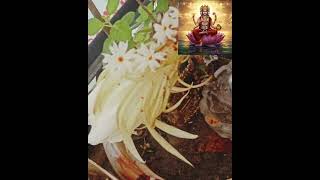 Brahma Flower, Today My Friend House, Selfie