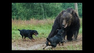 Photos Of A German Jagdterrier With Good Music.