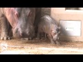 Hippo Baby Born On Halloween at the L.A. Zoo