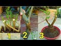 How to make lemon tree from cutting to bonsai..