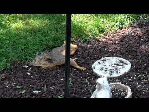 Drunk Squirrel