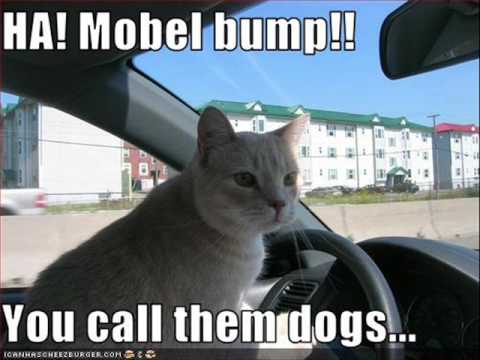 Funny Cats Driving Image Search Results