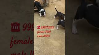American Pitbull Puppies For Sale
