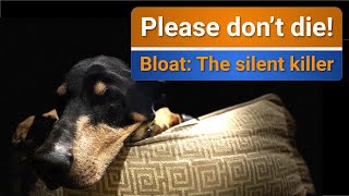 Emergency Vet visit on the road during lockdown! | Bloat: The silent killer