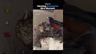 Ranking Awesome Birds Moments