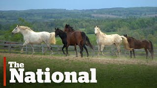 Youthdale Riding Program as Featured on CBC The National
