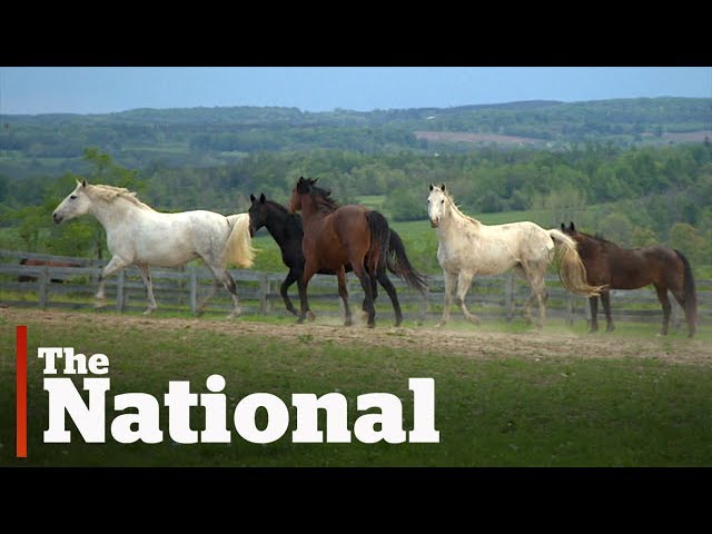 Youthdale Riding Program as Featured on CBC The National