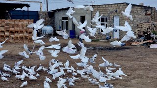 Baki Goyercin Klubu 2025Ci Il Iştirakcisi Subhanin Goyercinleri