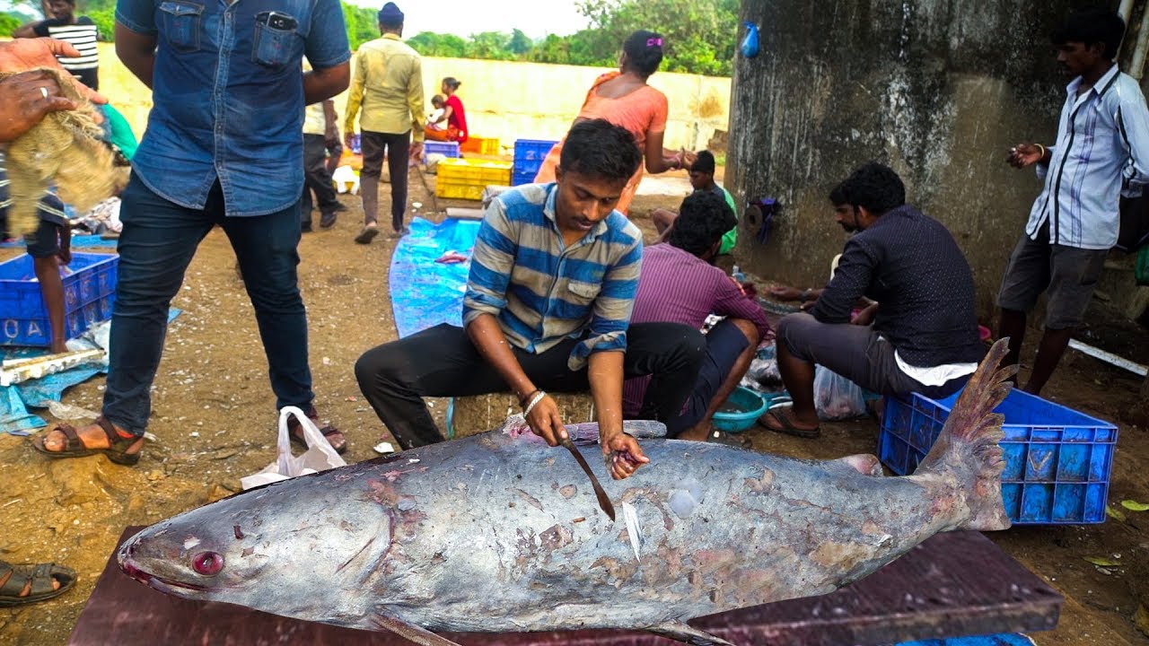 Live Fish Cutting | 2019 Fish Cutting Market | Fisherman