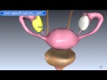 vagina