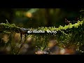 Sillu💕Silluvendru💞 Poongatru 💕song💞 whatsapp status|Tamil new love nature status|Suyambu Edits|