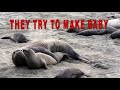 Elephant seals mating - Los elefantes marinos se están apareando - Słonie morskie łączą się w pary