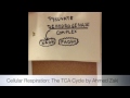 Ahmed Zaki's TCA Cycle Project