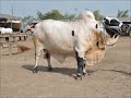 bakra eid qurbani 2011