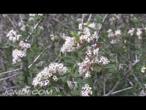 Header of Ceanothus greggii