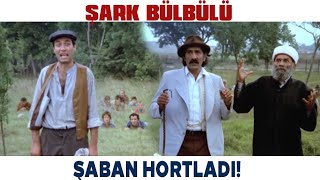 Şark Bülbülü Türk Filmi | Şaban Hortladı, Zülfo Ağa Korkudan Öldü!