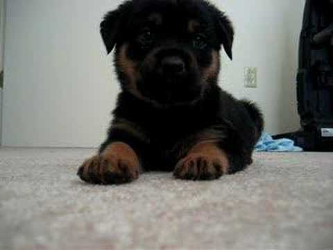 cutest puppy ever. cutest puppy ever!