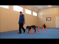 Mac (Presa Canario) Boot Camp Dog Training Video