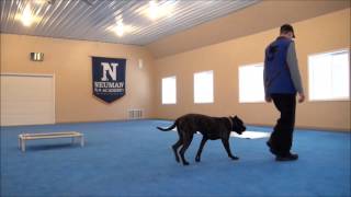 Mac (Presa Canario) Boot Camp Dog Training Video