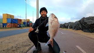 Target Species Pink Snapper Catch And Cook