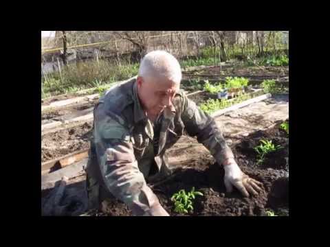 Канна в горшке выращивание Канна в горшке выращивание