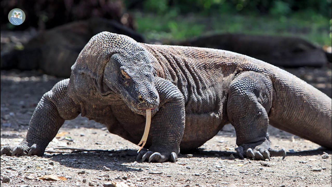 Dragão de Komodo - Espécie de Lagarto Gigante das Ilhas de Komodo ...