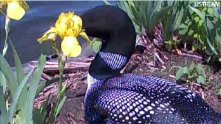 Watch Loon Waiting video