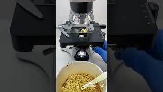 Noodle'ın Mikroskop Altındaki Görüntüsü !!! #shorts