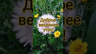 Доброе Весеннее Утро! 💛