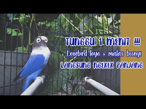 Cukup Tunggu 1 Menit !!! Lovebird Loyo dan Malas Bunyi Akan Langsung Ngekek Panjang