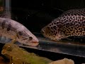 cichlid
