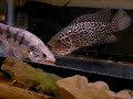 cichlid