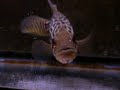cichlid