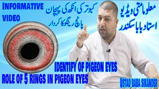 Ustad Baba Anderkabootar Ki Aankh Ki Pehchanaankh Ki 5 Ringon Ki Kerdarinformative Videotips